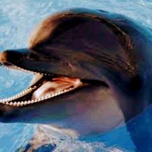 Meet your Posher, Reagan